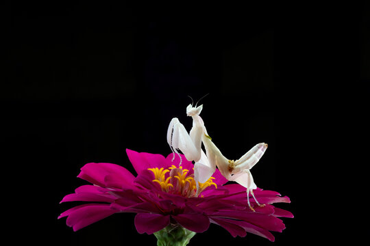 Close-up side view of a white orchid mantis (Hymenopus coronatus) standing on a pink flower in front of a black background, Indonesia