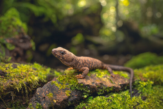 Close-up side view of A wild prickly forest skink (Gnypetoscincus queenslandiae) on a moss covered log with dense rainforest background, Queensland, Australia