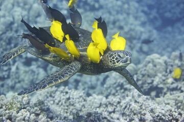 Green sea turtle being cleaned by fish above a coral reef off the coast of Hawaii © willtu