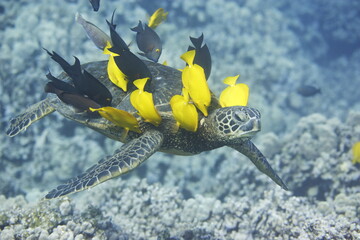 Green sea turtle being cleaned by fish above a coral reef off the coast of Hawaii © willtu