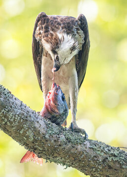 Close-up of a wild osprey (Pandion haliaetus) standing on a branch feeding on a fresh catch of mangrove snapper (Lutjanus argentimaculatus) with a blurred green background, Australia