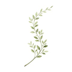 Fototapeta premium Elegant Watercolor Green Leafy Branch with Soft Delicate Foliage and Graceful Curved Stem on White