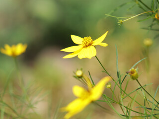 Obraz premium Yellow flower of whorled tickseed plant