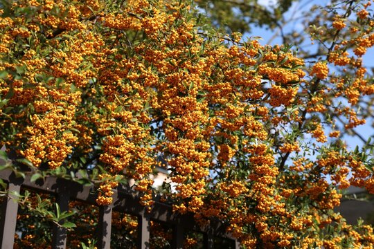 Red firethorn (Pyracantha coccinea), or the scarlet firethorn. Evergreen ornamental shrub with orange or red berries. Municipal greenery in Wuppertal, Germany.