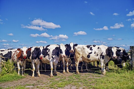 Herd of black and white cows with a lone brown and white cow standing in a field by an electric fence on a summer day, East Frisia, Lower Saxony, Germany