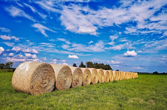 Rows of round hay bales lined up in a field on a Summer day, East Frisia, Lower Saxony, Germany
