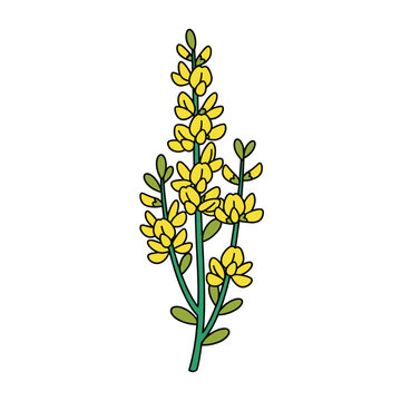 Yellow gorse or scotch broom flowering branch with green stems and small leaves on a clean white background.