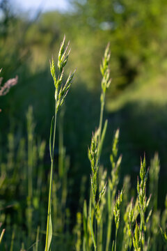 Smooth brome grass Bromus inermis growing in a sunny meadow during late spring showcasing its distinctive seed heads and vibrant green foliage