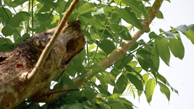 Psilopogon haemacephalus (Takur ungkut ungkut,  coppersmith barbet, crimson breasted barbet and coppersmith) on the tree. Endangered birds.