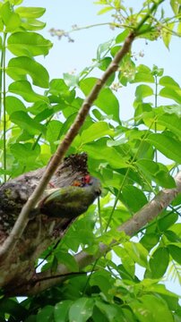 Psilopogon haemacephalus (Takur ungkut ungkut,  coppersmith barbet, crimson breasted barbet and coppersmith) on the tree. Endangered birds.