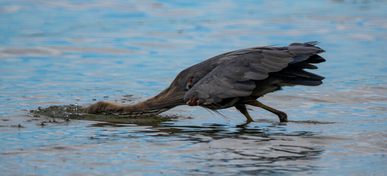 Close-up Side view of a Great Blue Heron (Ardea hernias) standing in shallow water fishing, Vancouver Island, British Columbia, Canada