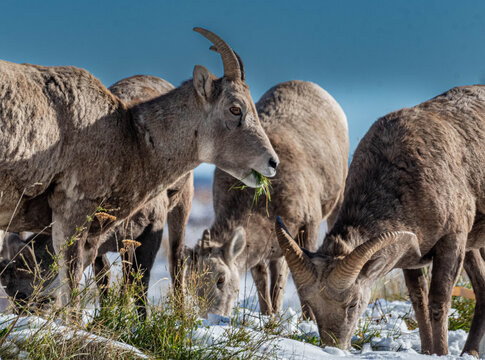 Close-up of a herd of Bighorn Sheep (Ovis canadensis) grazing in a snowy winter landscape, Waterton Lakes National Park, Alberta, Canada