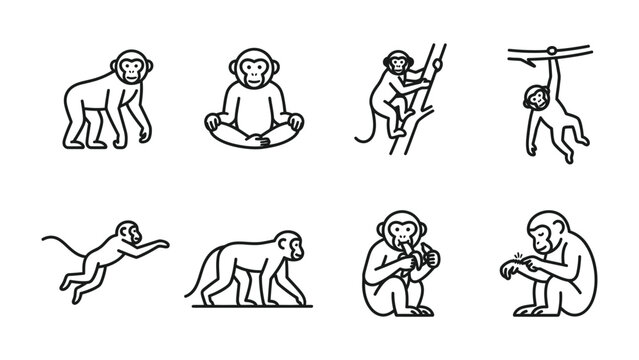 Monkey Behavior Collection: A set of eight simple line art illustrations depicting various monkey actions, including standing, meditating, climbing, swinging, jumping, walking, eating, and sitting.