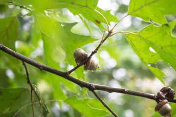Rain wet autumn weather  outdoors, growing fresh acorn on the tree branch close up, fall backgrounds, macro close up authentic backgrounds, selective focus, handheld slow-motion video © Stock fresh 