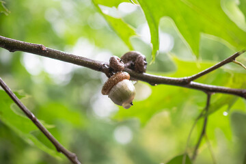 Rain wet autumn weather  outdoors, growing fresh acorn on the tree branch close up, fall backgrounds, macro close up authentic backgrounds, selective focus, handheld slow-motion video © Stock fresh 
