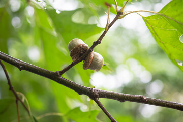 Rain wet autumn weather  outdoors, growing fresh acorn on the tree branch close up, fall backgrounds, macro close up authentic backgrounds, selective focus, handheld slow-motion video © Stock fresh 
