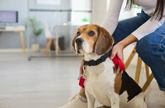 Beagle dog with leash at vet clinic. Close view as the owner steadies the collar and tag while waiting for the appointment in a bright professional setting. Theme highlights pet care and trust.