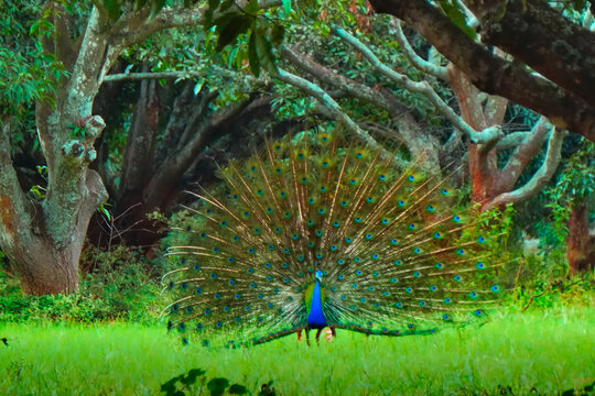A vibrant male peacock stands centered in a lush, green forest clearing with its massive tail feathers fanned out.