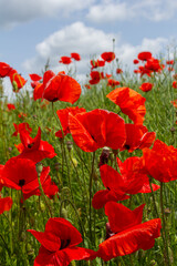 Fototapeta premium Vibrant field of Papaver rhoeas blossoms swaying in the gentle breeze under a bright blue sky during a sunny spring day