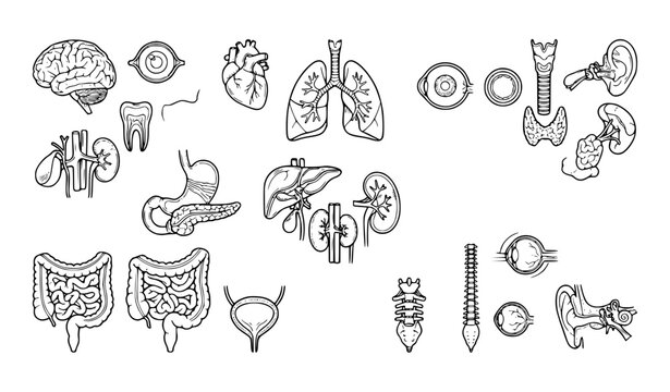 Human Internal Organs Medical Anatomy Thin Line Vector Icons