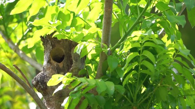 Psilopogon haemacephalus (Takur ungkut ungkut,  coppersmith barbet, crimson breasted barbet and coppersmith) on the tree. Endangered birds.