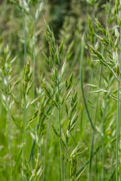 Smooth brome shows vibrant growth in a sunny meadow during early summer in a rural landscape