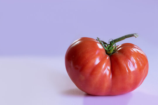 Naturally misshapen ripe red tomato with asymmetrical form and pronounced lobes, on soft lavender background. Natural variation and imperfection in agricultural produce, with copy space for design