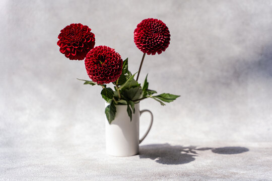 Close-up of three dark red Pompon Dahlias in a vase on a grey concrete table