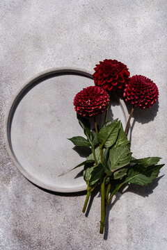 Close-up overhead view of three dark red Pompon Dahlias on a grey ceramic plate on a grey concrete table