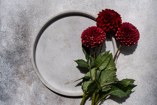 Close-up overhead view of three dark red Pompon Dahlias on a grey ceramic plate on a grey concrete table