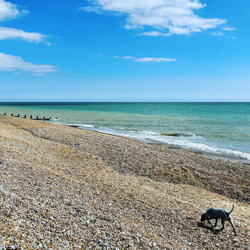 Dog walking along a pebble beach and turquoise sea, South Coast, England, UK