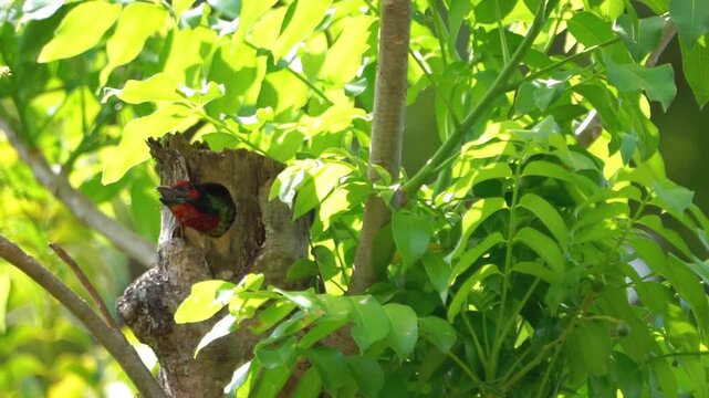 Psilopogon haemacephalus (Takur ungkut ungkut,  coppersmith barbet, crimson breasted barbet and coppersmith) on the tree. Endangered birds.