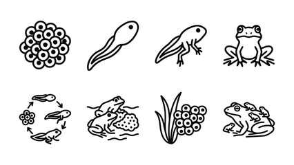 Obraz premium Frog Life Cycle Icons: A collection of illustrated icons depicting the complete metamorphosis of a frog, from egg clutch to tadpole stages, culminating in an adult amphibian.