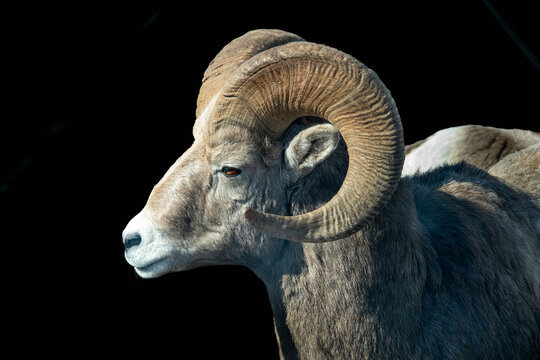 Close-up side view of a Bighorn Sheep (Ovis canadensis), Waterton Lakes National Park, Alberta, Canada