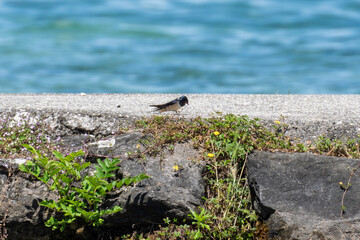 Petite hirondelle de rivage posée sur la digue en pierre au bord du lac Léman © Pyc Assaut