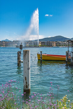  Panorama estival de la rade de Gen&egrave;ve avec son c&eacute;l&egrave;bre jet d'eau et fleurs sauvages