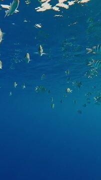 Vertical footage, View from below of Indo-Pacific Five-banded Sergeant, Abudefduf vaigiensis feeding on plankton beneath surface and reflected in it, swim in blue water under sunbeams in sun glare