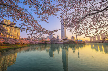 Lotte World and Seokchon Lake in Spring Where to see cherry blossoms in late March-April: Seoul, South Korea. © Boontheang