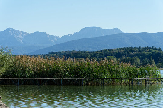Waginger See lake landscape with reeds and Alps