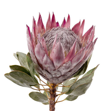 This detailed close up captures the intricate texture of a king protea blossom featuring deep pink bracts and a central fuzzy flower head