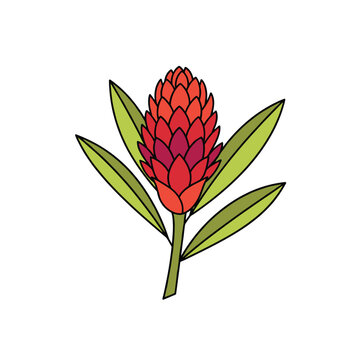 Exotic torch ginger flower spike showing a cone of thick layered red scales on a green stem with lanceolate leaves.