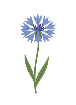 Blue cornflower vector illustration with a single blossom, green stem, and long leaves, isolated on a white background.