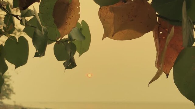 Sunset through leaves. Video footage of warm sun framing tropical tree foliage and beach horizon.