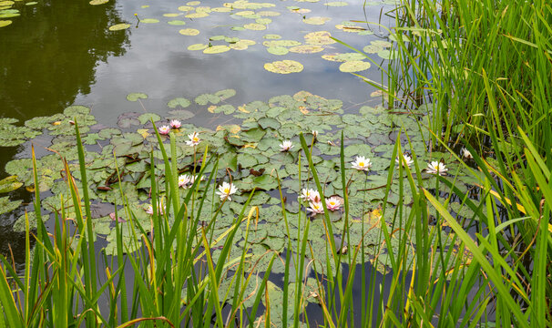 Idyllische Waserlandschaft mit Seerosen, Ruppiner Seenplatte, Brandenburg, Deutschland