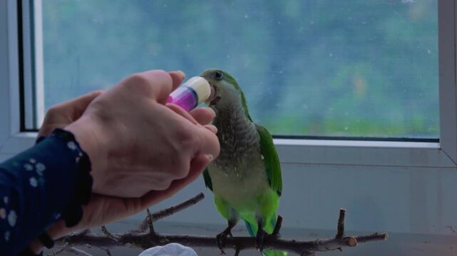 Close-up of a person hand feeding a small green parrot perched on a natural branch indoors near a window.