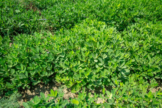 Field photography capturing the development of peanut plants in peanut fields 'yer fistigi'"