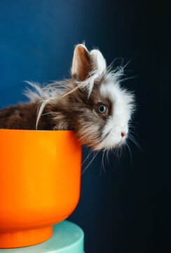 Fluffy Rabbit Peeking Out of Orange Pot