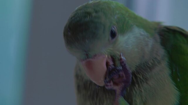 A green parrot is gnawing on its toenail while sitting on the window. High quality 4k footage