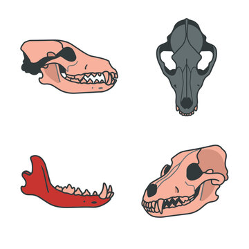 Set of Canine Skull Illustrations from Various Angles Including Lateral and Dorsal Views with Mandible, Vector Anatomical Diagrams of Dog or Wolf Bone Structure for Veterinary and Biology Education