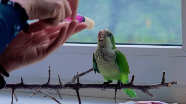 A person feeds a small green parrot perched on a branch inside a home near a window.